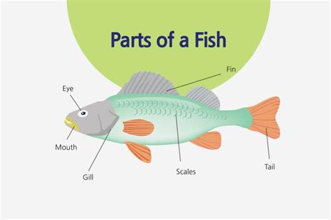 Anatomy Of Fish For Kids: Parts, Pictures, And Facts.